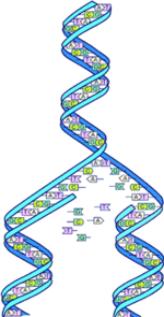 Human Genome DNA