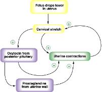 Human Physiology
