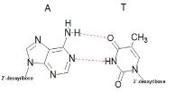 Medical Biochemistry