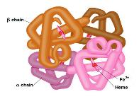 Medical Biochemistry