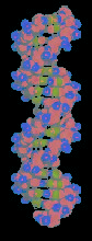 Medical Genetics