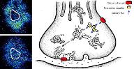 Pharmacology