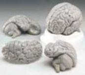 Human Brain Model