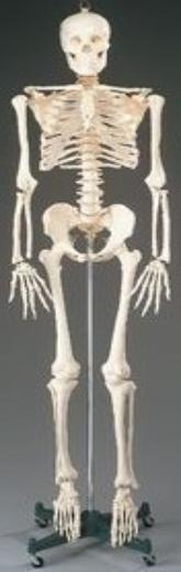 Skeleton Bucky