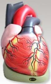 Human Heart Model