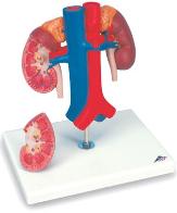 Human Kidneys Model