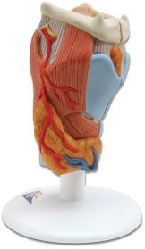 Human Larynx Model